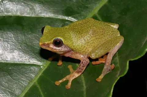 Southern Bubble-nest Frog