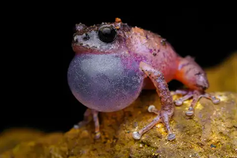 Griet's Bush Frog