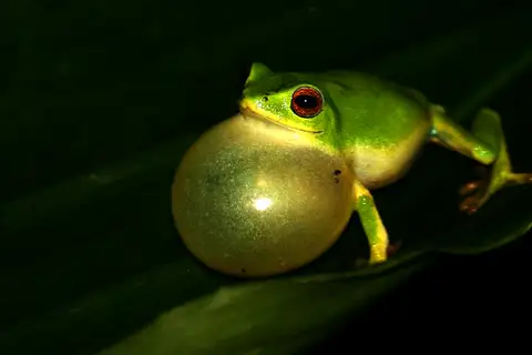 Jayaram's Bush Frog