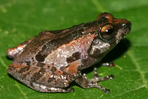 Raorchestes kadalarensis