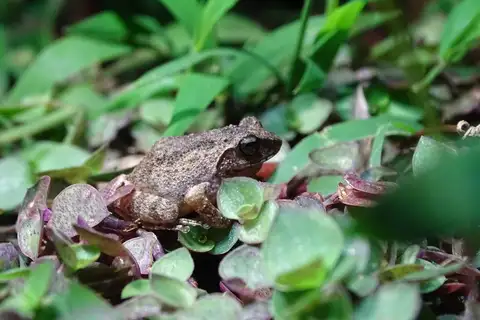 Kollimalai Bush Frog