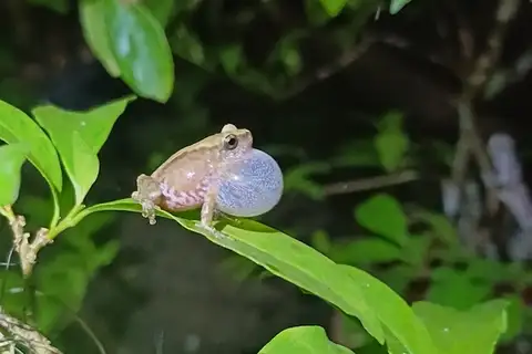 Longchuan Shrub Frog