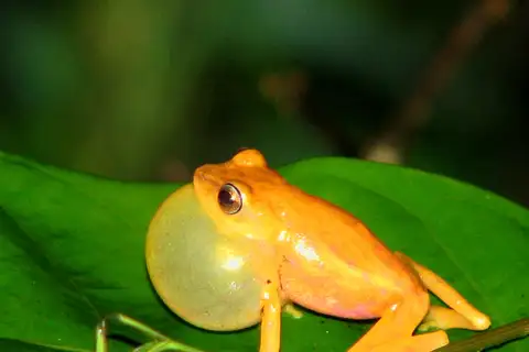 Coorg Yellow Bush Frog