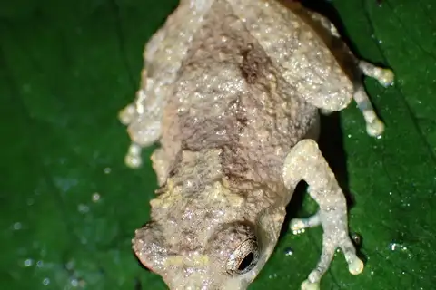 Mengla small treefrog