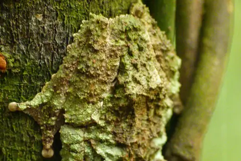 Kalpetta Yellow Bush Frog