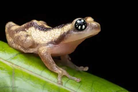 Ochlandra shrub frog