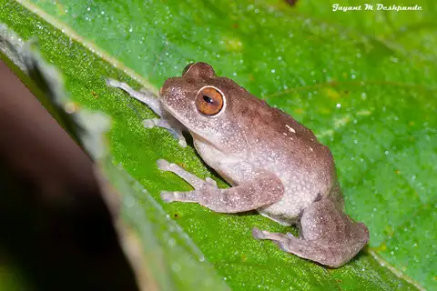 Ponmudi Bush Frog