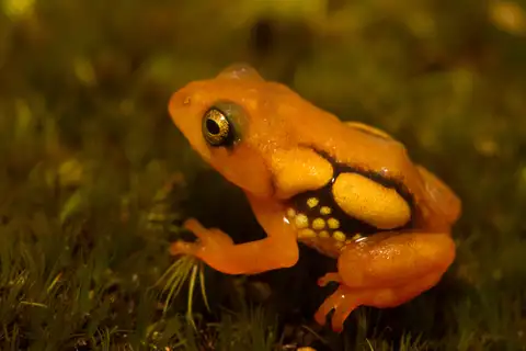 Resplendent Shrubfrog