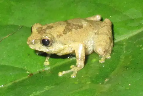 Reza Khan's bush frog