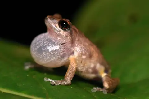 Sacred grove Bushfrog