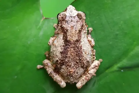 Shillong bubble-nest frog