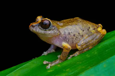 Sushil's Bush Frog