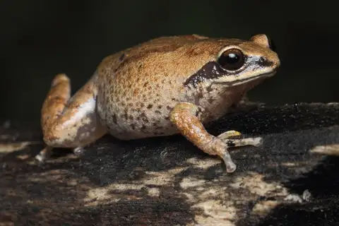 Spotted Bush Frog
