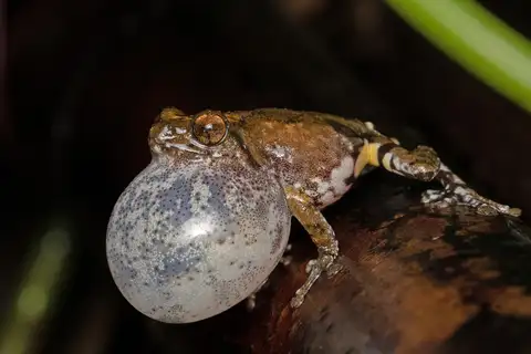 Kudremukh Bush Frog