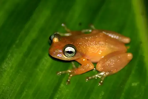 Uthaman's bush frog