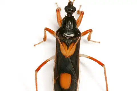 Rasahus hamatus