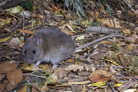 Australian Bush Rat