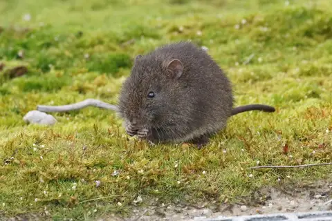 Australian Swamp Rat