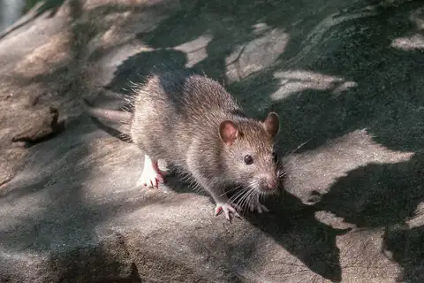 Brown Rat