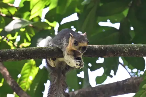 Pale Giant Squirrel