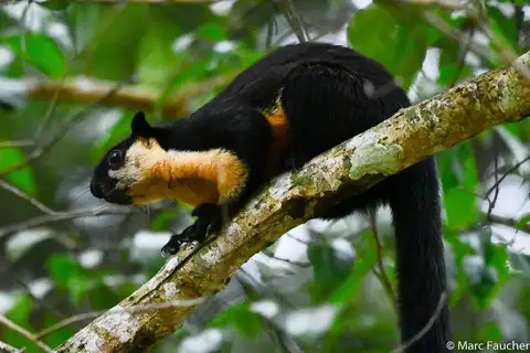 Black Giant Squirrel