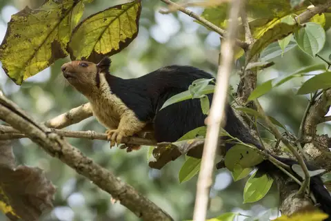 Indian Giant Squirrel