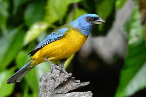 Blue-and-yellow Tanager