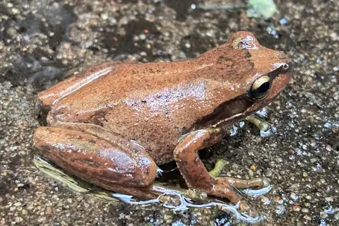 South Australian Tree Frog