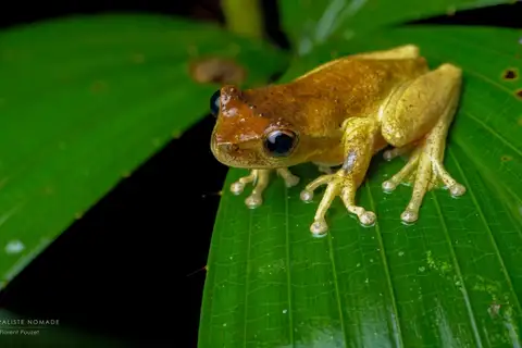 Atherton Tablelands Whirring Tree Frog