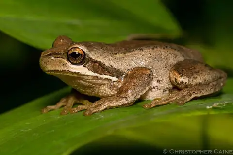 Southern Brown Tree Frog