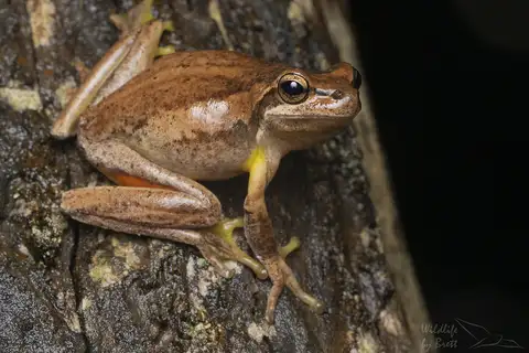 Jervis Bay Treefrog