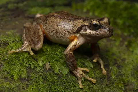 Northern Heath Frog