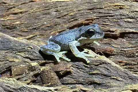 Plains Tree Frog
