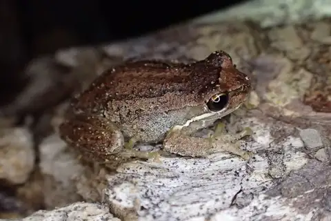 Kangaroo Island Tree Frog