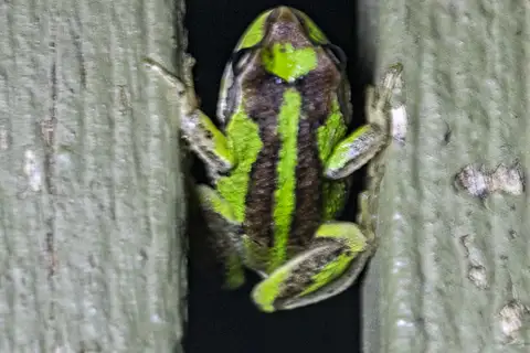 Verreaux's Tree Frog