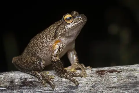 Southern Heath Frog