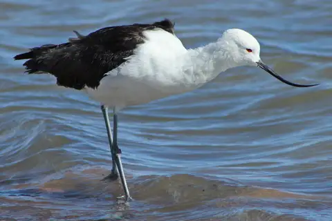 Andean Avocet
