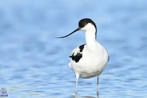 Pied Avocet