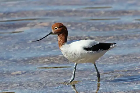 Red-necked Avocet