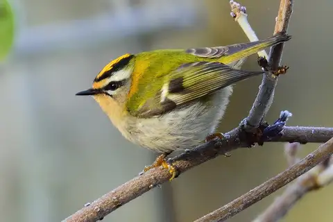 Common Firecrest