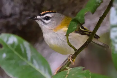 Madeira Firecrest