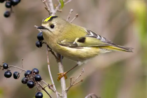 Goldcrest