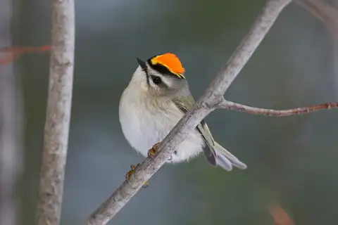 Golden-crowned Kinglet