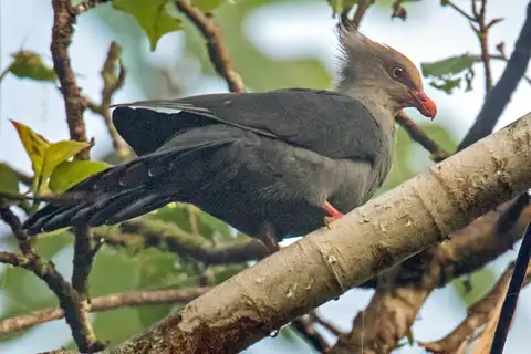 Crested Cuckoo-Dove