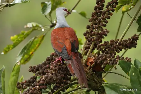 Great Cuckoo-Dove