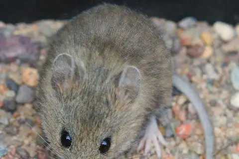 Western Harvest Mouse