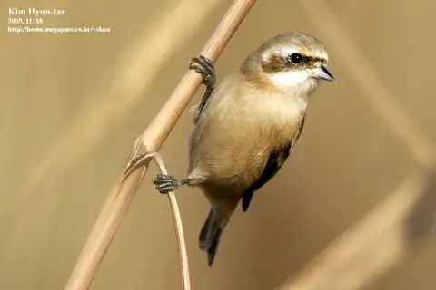 Chinese Penduline Tit