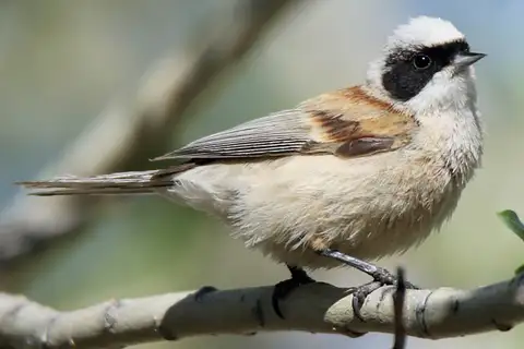 White-crowned Penduline Tit
