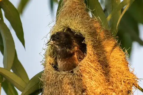 Black-headed Penduline Tit