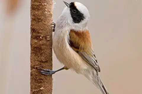 Eurasian Penduline Tit
